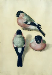 Three studies of a bullfinch